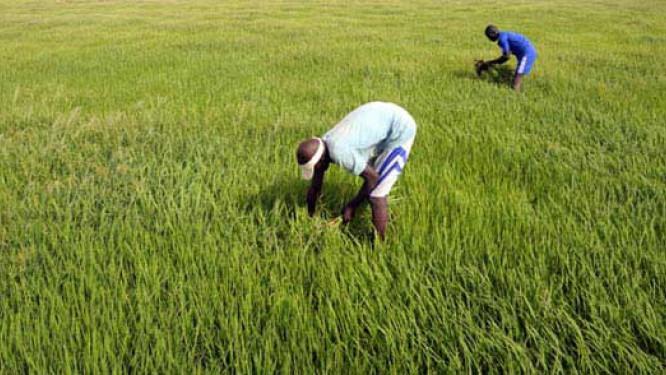 Agriculture ouest-africaine: il faudra s’intégrer ou mourir