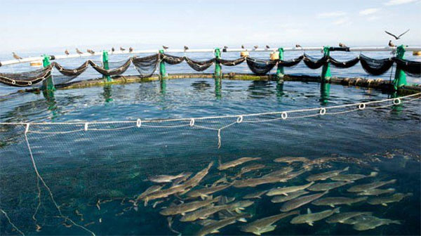 Pêche et de l’aquaculture : L’activité prévue en hausse de 2,3% en 2023
