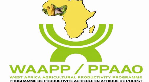 Horticulture : Le FNRAA finance la culture du manioc et de la patate douce à hauteur de 150 000 000 de FCFA