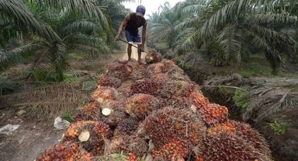 Baisse de 27% du résultat net de la société Palm Côte d’Ivoire au troisième trimestre 2024.