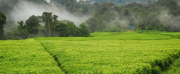 L'avenir vert de l'Afrique commence par l'allégement de la dette