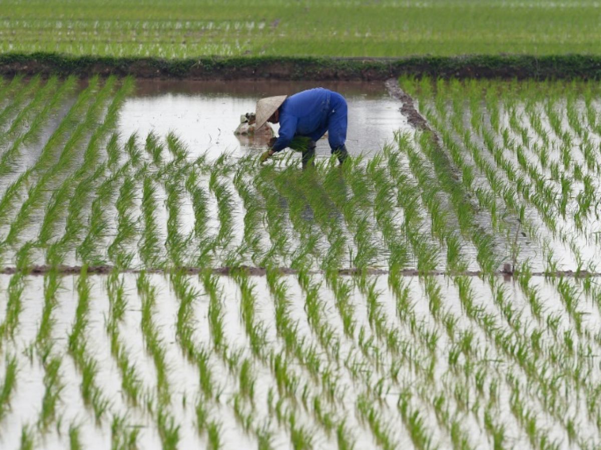 Développement des chaînes de valeur rizicoles en Afrique de l’Ouest : Le Fonds africain de développement débloque un premier appui de 99 millions de dollars