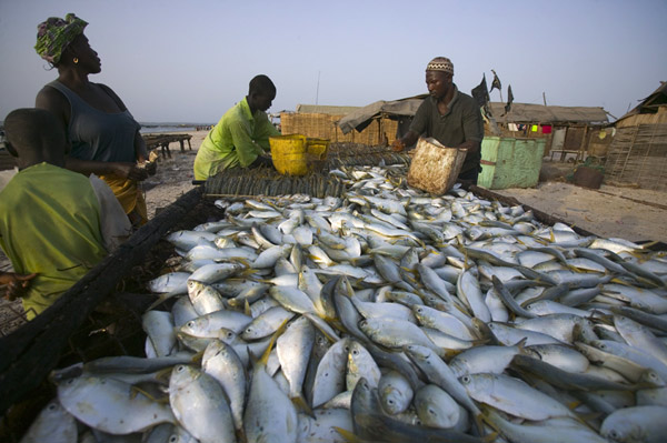 Sénégal : Hausse du secteur primaire au mois de novembre 2024