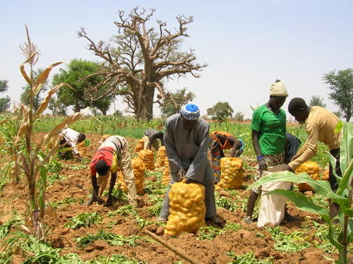 Agriculture : La terre, clé du développement de l'Afrique