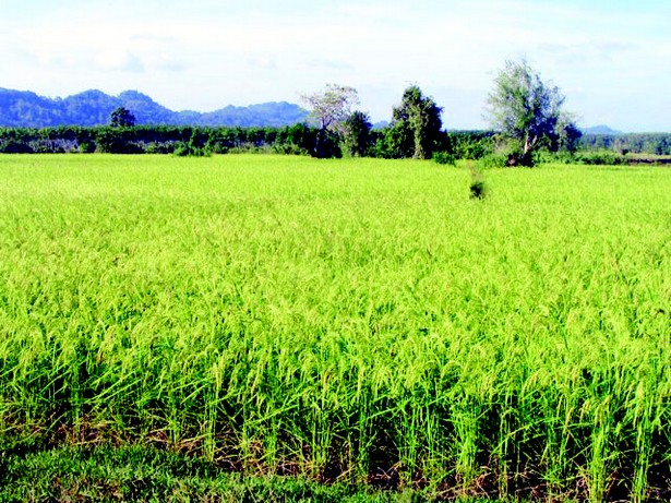 Le Mali devient le 2ème producteur de riz en Afrique de l’ouest