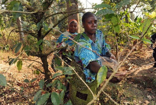 Sécurité alimentaire : La FAO appelle combler le fossé entre foresterie et agriculture