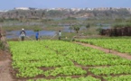 DR. SERIGNE GUEYE DIOP, INGÉNIEUR AGRONOME: « Le développement du Sénégal peut passer par l’agriculture si… »