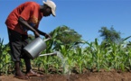 Statistiques agricoles : Une conférence s’ouvre à Dakar