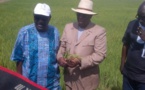 Agriculture : Macky  Sall veut une évaluation du Programme national d’autosuffisance en riz