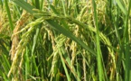 RIZ : 597,3 millions de tonnes attendues en avril