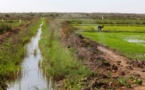 Agriculture: Légère progression des prévisions de mise en valeur