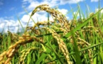 Production de riz : 603,7 millions de tonnes pour la campagne 2017-2018