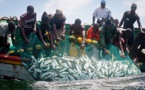 EXPORTATION AU SENEGAL : La pêche garde le peloton de tête en 2017