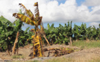 La FAO lance un programme mondial pour contenir une maladie menaçant les bananes