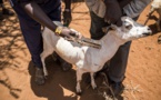 MALADIES ANIMALES TRANSFRONTALIÈRES EN AFRIQUE SUBSAHARIENNE :  La FAO renforce les capacités des vétérinaires épidémiologistes des pays de la zone