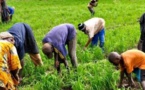 Agriculture : Macky Sall veut le succès de la campagne arachidière