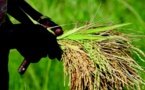 Production de riz : 621,5 millions de tonnes pour la campagne 2017-2018