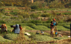 L’agroécologie peut aider à améliorer la production alimentaire mondiale (FAO)