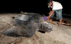 Protection des tortues marines et des oiseaux de mer en Afrique de l’Ouest : le projet Bycatch lancé mardi à Somone