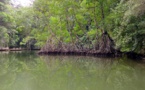 Restauration de la Mangrove : Un projet de 5 milliards de FCfa de l’Afd annoncé