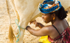 SENEGAL-ELEVAGE-HIVERNAGE : Les acteurs de la filière lait s’engagent à mener une bonne collecte