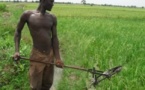 Campagnes agricoles 2013/ 2014 : Inondations des Cultures dans plusieurs régions