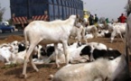 TABASKI : Vélingara : le mouton se fait désirer dans les marchés