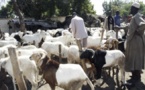 Tabaski 2013 : A quelques heures,  le prix du mouton reste toujours élevé