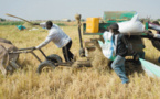 Sénégal – Agriculture :   Un projet de 43 milliards FCFA pour le développement de l’agrobusiness au Sénégal en gestation