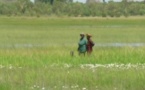 SENEGAL-AGRICULTURE : Vers la mise en place d’un programme pour la petite irrigation sénégalaise