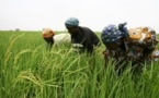 SENEGAL-AGRICULTURE : Le PDIDAS va générer 50.000 emplois, selon Papa Abdoulaye Seck