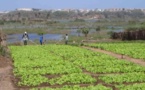 Agriculture : Plaidoyer pour la mobilisation des acteurs autour de la relance  du secteur agricole