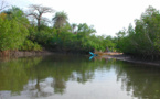 Casamance : la relance de la riziculture de mangrove est un grand défi