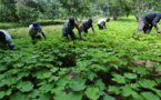 Sénégal: Les ravages de l'agrobusiness et des agrocarburants