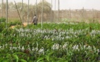 Afrique de l'Ouest: Produits agricoles dans le Sahel - Les experts planchent sur la situation agricole