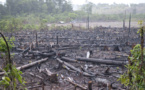 Vaste trafic de blanchiment de bois illégal au Brésil