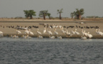 Diversité biologique : le Delta du Saloum et les Iles de la Madeleine donnés en exemple