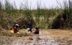 Salinisation des terres: le PADERCA aménage plus de 15.000 ha à Ziguinchor