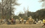 SÉNÉGAL : ÉCHEC DE LA CAMPAGNE AGRICOLE 2013-2014