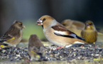 Vélingara : des oiseaux granivores compromettent la production de riz