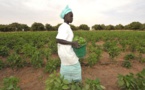 Développement de l'agribusiness au Sénégal - Un projet de 43 milliards de FCfa lancé à Saint-Louis