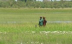 Vallée du fleuve Sénégal : Une amélioration satisfaisante notée dans le financement de la campagne agricole au premier  semestre 2015