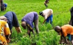 Sénégal : La formation des producteurs , une condition pour atteindre l’autosuffisance en riz