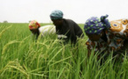 Agriculture : Une étude de l’IPAR déplore la main mise des gros producteurs sur les subventions agricoles au Sénégal