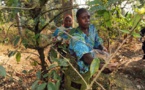 Sécurité alimentaire : La FAO appelle combler le fossé entre foresterie et agriculture