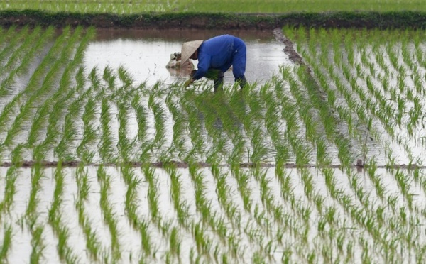 Développement des chaînes de valeur rizicoles en Afrique de l’Ouest : Le Fonds africain de développement débloque un premier appui de 99 millions de dollars