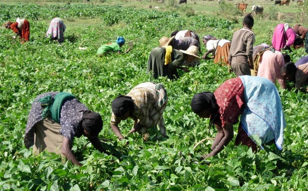 ECONOMIE SOCIALE ET SOLIDAIRE : Un levier de développement et de lutte contre le chômage au Sénégal.